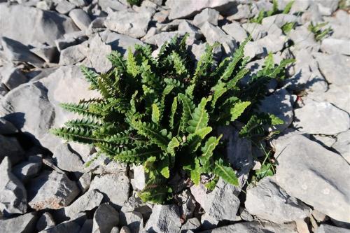 Asplenium-ceterach