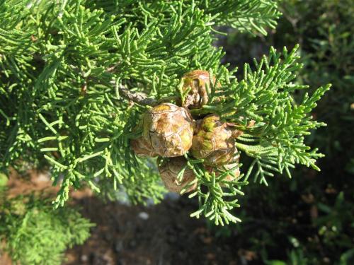 Cupressus-sempervirens-2