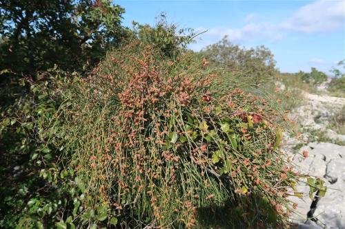 Ephedra-fragilis-ssp.-campylopoda