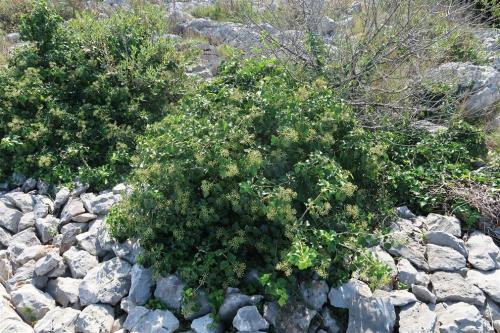 Hedera-helix-2