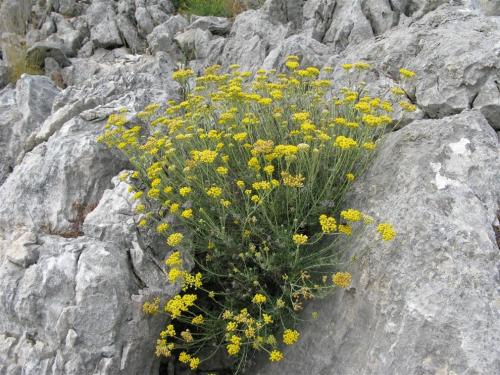 Helychrisum-italicum-2