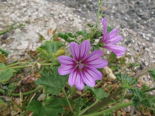 Malva-sylvestris