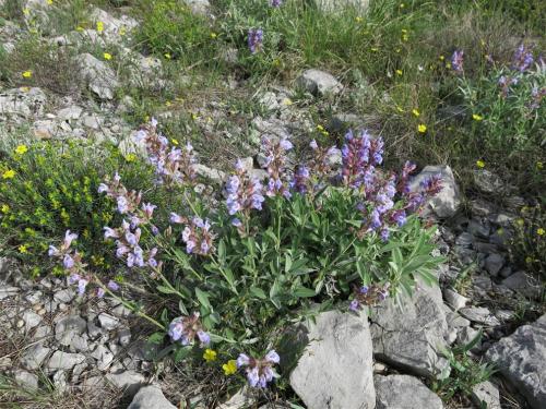 Salvia-officinalis-5